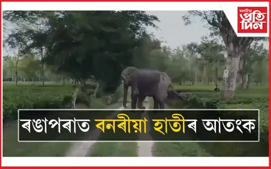 তেজপুৰৰ বৰঝাৰগাঁৱৰ পাছত এইবাৰ ৰঙাপৰাত বনৰীয়া হাতীৰ আতংক...